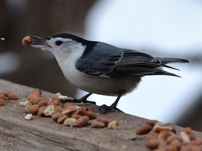 White-breasted Nuthatch