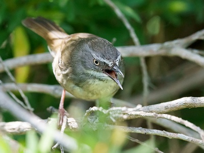 White-browed Scrubwren