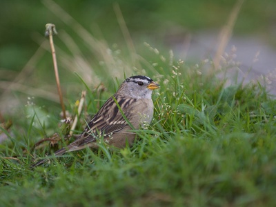 White-crowned Sparrow
