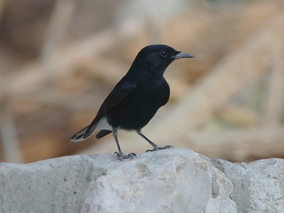 White-crowned Wheatear