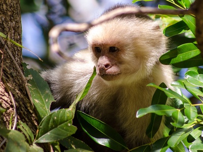 White-faced capuchin