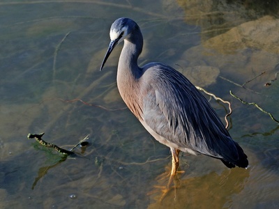 White-faced Heron