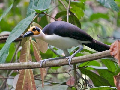 White-necked Rockfowl