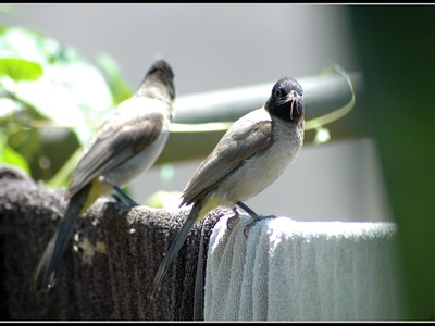 White-spectacled Bulbul