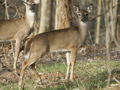 White-tailed deer