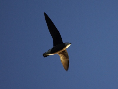 White-throated Needletail