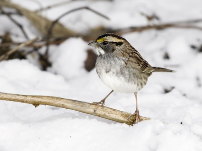 White-throated Sparrow
