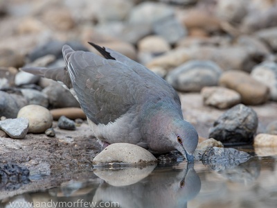 White-tipped Dove