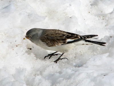 White-winged Snowfinch