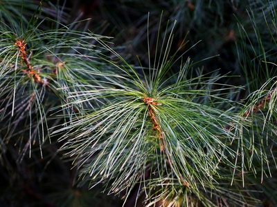 White pine