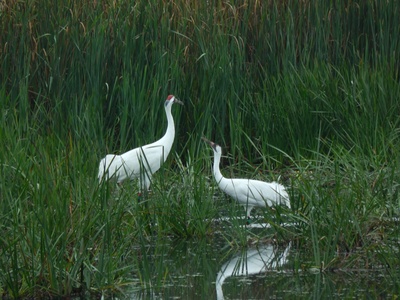 Whooping crane