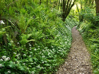 Wild garlic (ramsons)