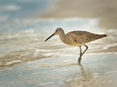 Willet