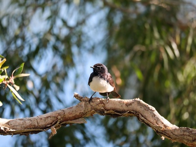 Willie Wagtail