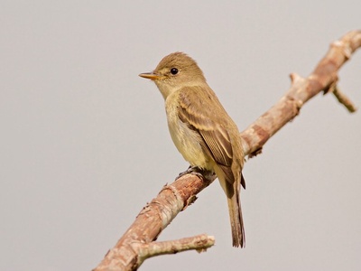 Willow Flycatcher