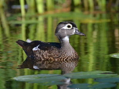 Wood Duck