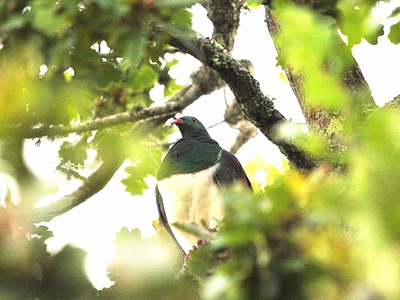 Wood Pigeon