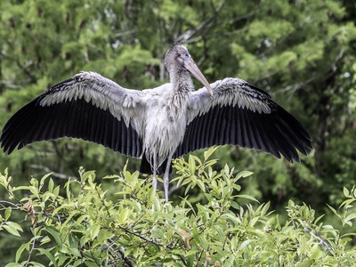 Wood Stork