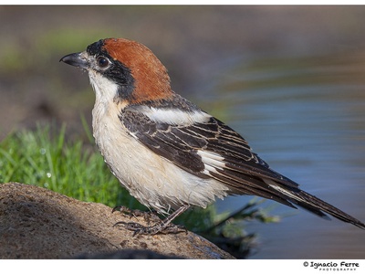 Woodchat Shrike