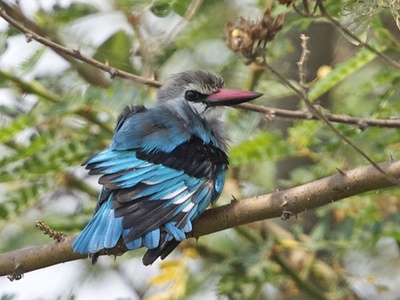 Woodland Kingfisher