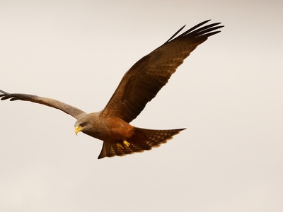 Yellow-billed Kite