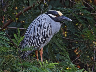 Yellow-crowned Night-Heron