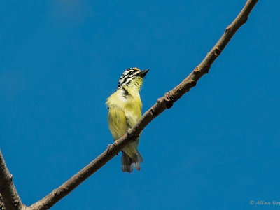 Yellow-fronted Tinkerbird