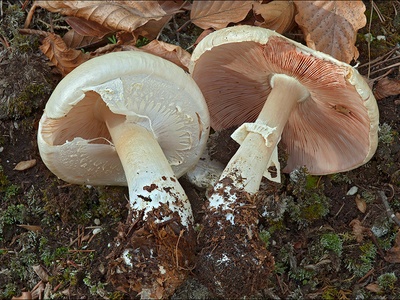 Yellow-staining Agaricus