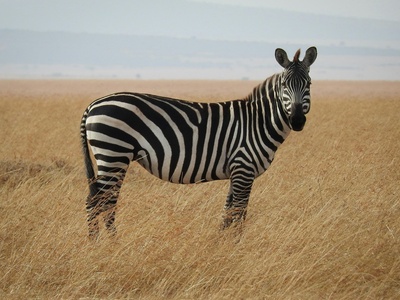 Zebra