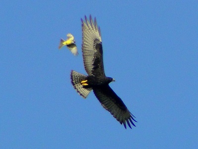 Zone-tailed Hawk
