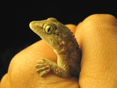 adhesion (van der Waals)