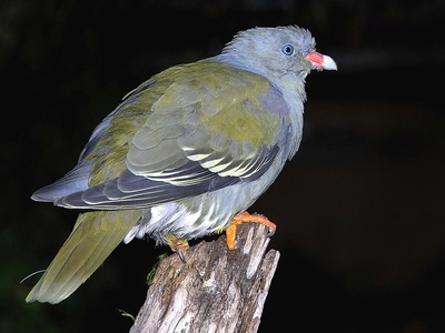 African green pigeon