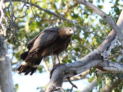 African harrier-hawk (Gymnogene)