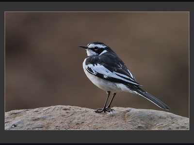 African pied wagtail