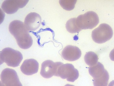 African trypanosome