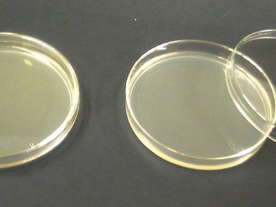 Agar Plates