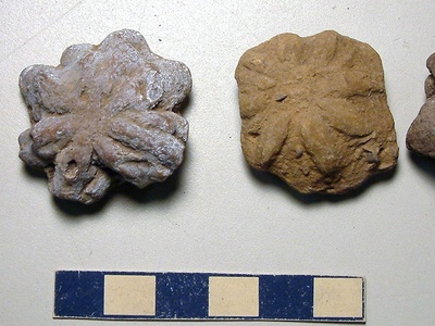 Alabama Museum of Natural History