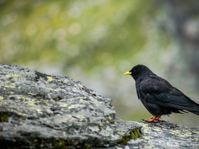 Alpine Chough