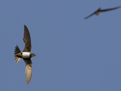 Alpine Swift