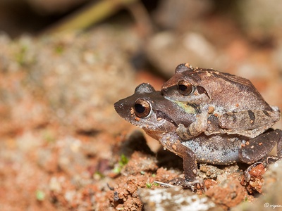 Amboli bush frog