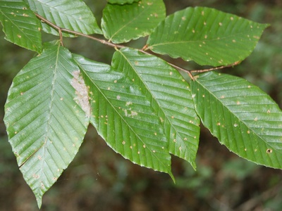 American beech