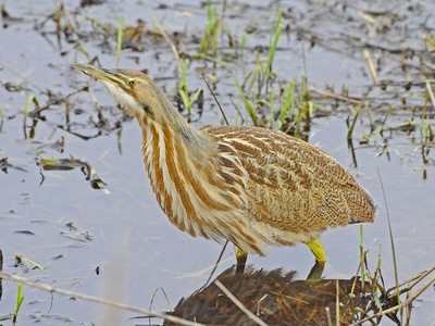 American Bittern