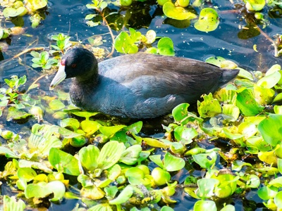 American Coot