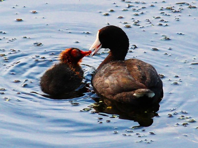 American Coot