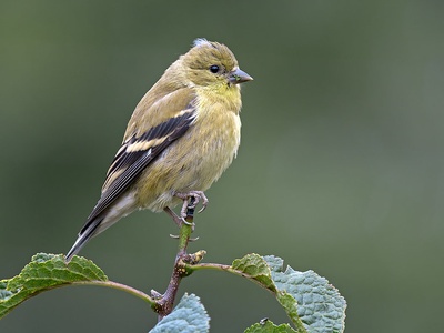 American Goldfinch