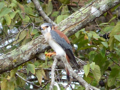 American Kestrel
