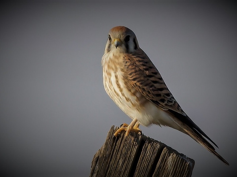 Birds of Nebraska: The Complete List - 33Science