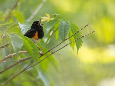 American Redstart