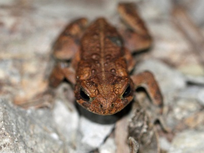 American toad