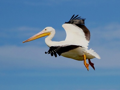 American White Pelican